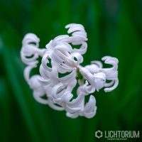 Weiße Gartenhyazinthe